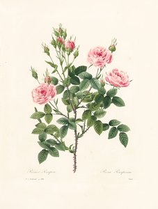 Rosa Pomponia, graviert von Victor, aus 